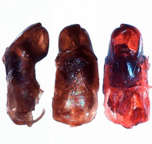 Anomala blaisei
